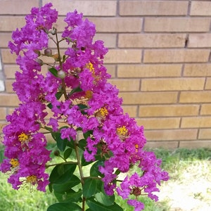 May include: A vibrant pink crape myrtle bush in full bloom with a brick wall in the background. The bush is in a garden setting with green grass and the text "Viewlake" is visible at the bottom of the image.