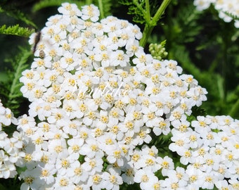 White Yarrow Plant - Organically Grown - Classic Perennial Summer Bloom Live Plant Gift
