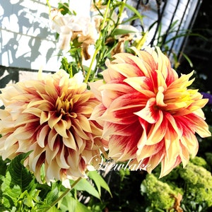 Bodacious Dinnerplate Dahlia Perennial Plant 1gal size