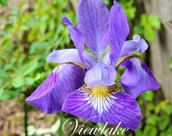 Organic Blue Siberian Iris Plant or Rhizome, Hardy Perennial Flowers, USA Zones 3-9