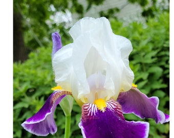 Large White-Purple Bearded Iris - Iris Rhizome - Hardy Live Plant Gift - Easy to Grow
