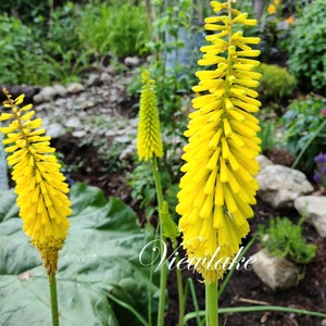 Kniphofia Plant - Yellow Hot Poker Plants - Torch Lily - Poker Plants