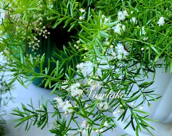 Asparagus Fern Sprengeri, Easy Container House Plant, Hardiness Zones 9-11