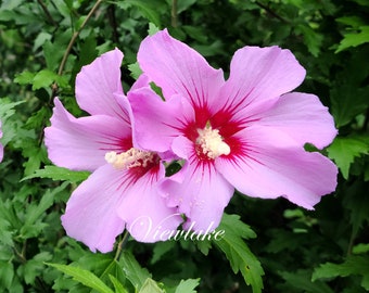 Pink Red Star Rose of Sharon Hibiscus syriacus - 20" Tall - Blooming Age - Althea - Attract hummingbird  - Flowering Tree Gift