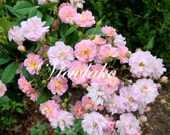May include: A cluster of pink roses with yellow centers and green leaves. The roses are in various stages of bloom, from buds to fully open flowers. The word "Viewlake" is written across the image in a cursive font.