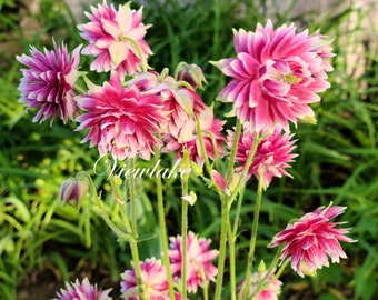 Nora Barlow Columbine Plant – Double Magenta-White Flowers, Perennial Aquilegia