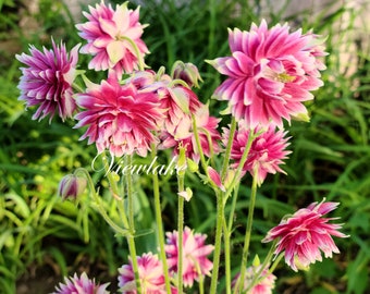 Columbine Nora Barlow - Year- 2 Perennial Plants - Aquilegia vulgaris - Fully Double Magenta-White Flowers - Live Plant or Root