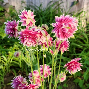 Columbine Nora Barlow - Year- 2 Perennial Plants - Aquilegia vulgaris - Fully Double Magenta-White Flowers - Live Plant or Root