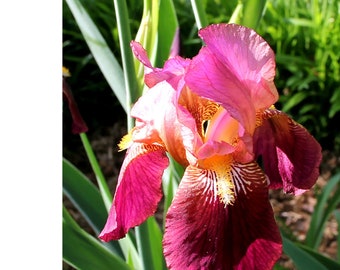 Wine Red Bearded Iris Plant: Rare Heirloom Live Plant