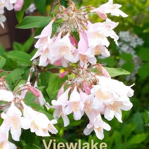 DO NOT Order - Beauty Bush Not from Seeds - Linnaea amabilis Kolkwitzia amabilis - Queen's Bush - Live Plant Gift