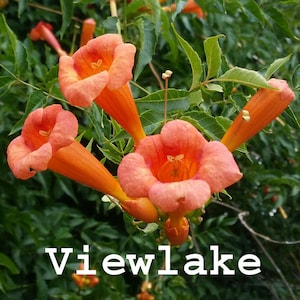 Live Trumpet Vine Plant: Campsis Radicans, Hummingbird Vine, Orange Flowers