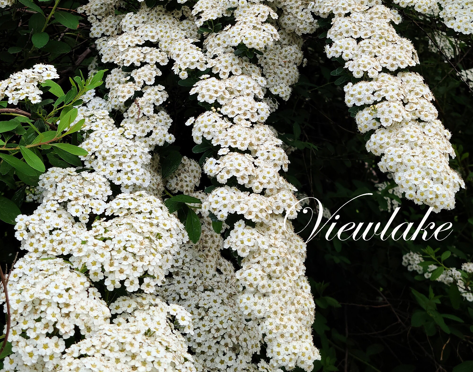 Reeves Spirea - Bridal Wreath Spirea - Summer White Flowers - Live