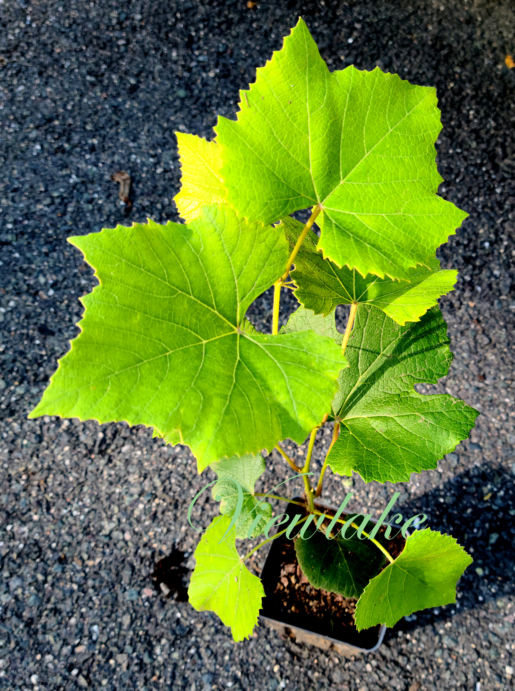 Concord Grape Vine (grapes Have Seeds) Live Plant
