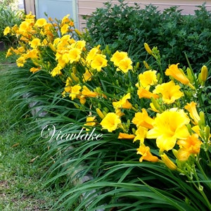 May include: A row of bright yellow daylilies in full bloom, with green foliage and a brown wooden fence in the background.