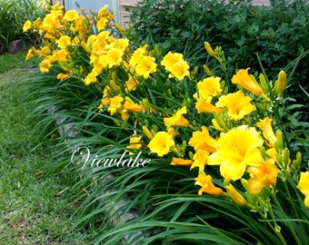Three (3) Plants of Hemerocallis Stella De Oro Daylily - Easy to Grow Rebloom Perennial Hardy Live Plants