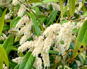Reeves Spirea - Bridal Wreath Spirea - Summer White Flowers