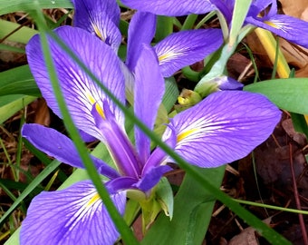 Blue Iris with Lovely Foliage Easy to Grow Live Plant Hardy Live Plant Ground Cover