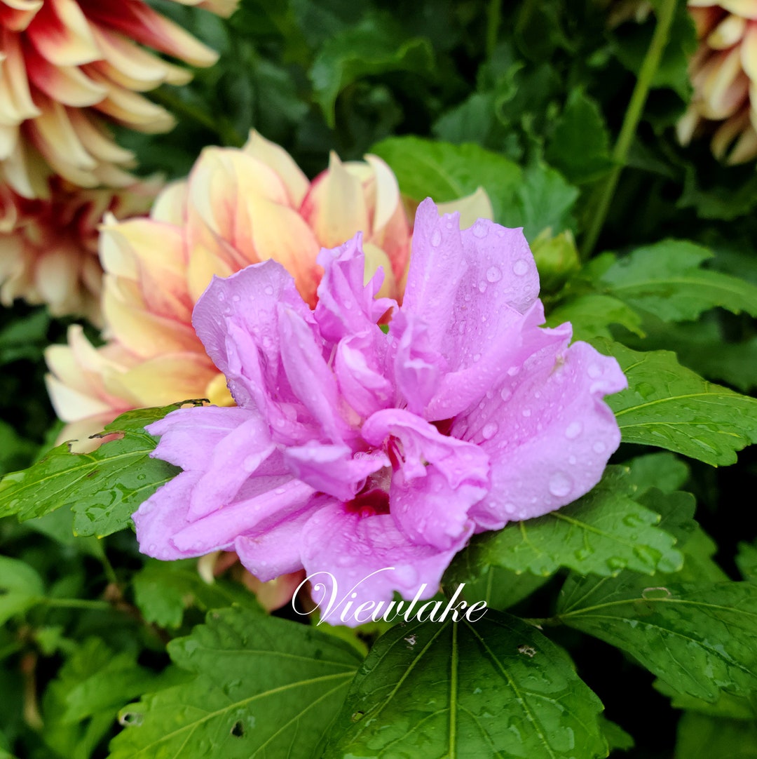 Lilac Pink Double Rose of Sharon Tree Hibiscus Syriacus 'ardens' Live