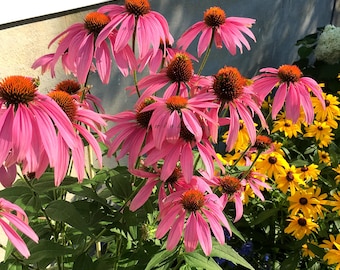 Pink Coneflower Perennial Plant- Echinacea Live Plant, zones 3-9