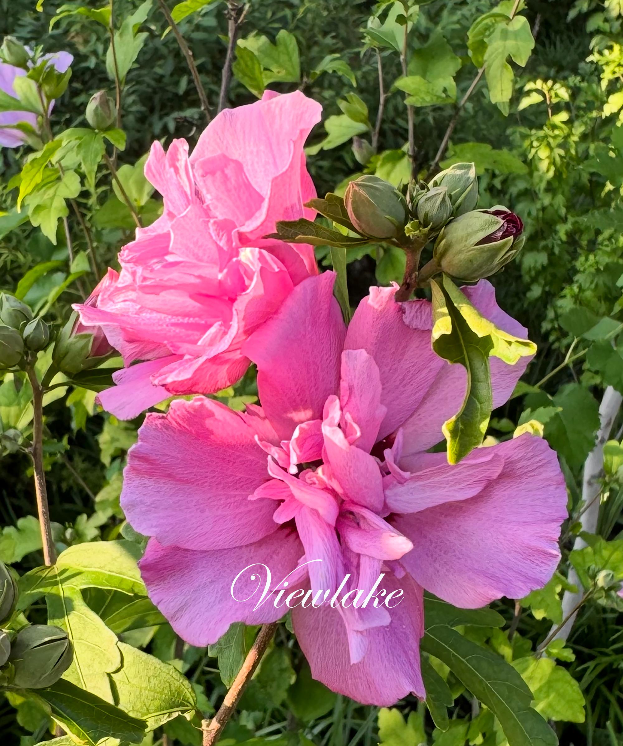 Lilac Pink Double Rose of Sharon Tree: Live Hibiscus Syriacus