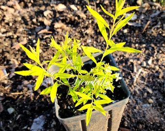 Lemon Garland Spirea - Lemon-Colored Foliage and Lovely White flowers April to June - Heat Drought Tolerant Starter Plant