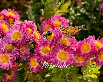 Rare Pink 'Perfume Mum' Chrysanthemum Plant - Butterfly Garden - Perennial