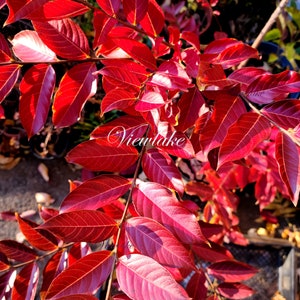 May include: Close-up of vibrant red leaves with visible veins, illuminated by sunlight. The leaves are part of a plant, possibly a shrub or small tree. The text "Viewlake" is visible in the image.