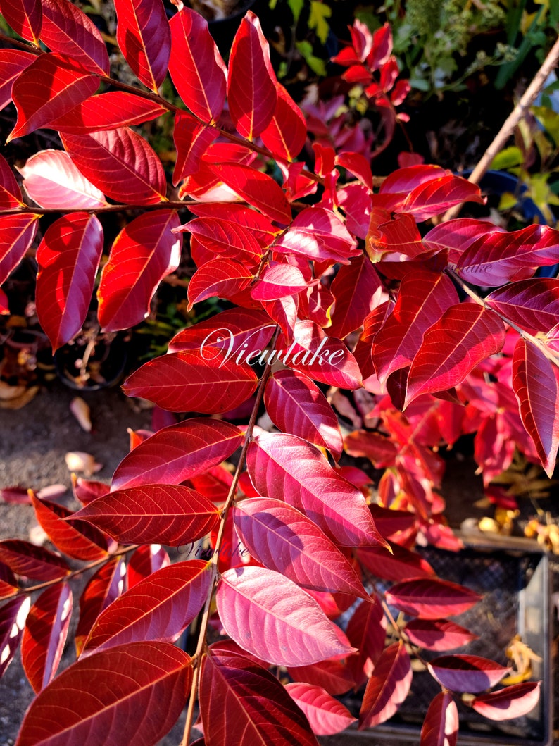May include: Close-up of vibrant red leaves with visible veins, illuminated by sunlight. The leaves are part of a plant, possibly a shrub or small tree. The text "Viewlake" is visible in the image.