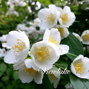 Mock Orange Bush Philadelphus lewisii English Dogwood - 8"-Container-Sized Hardy Live Plant - Summer White Blossoms