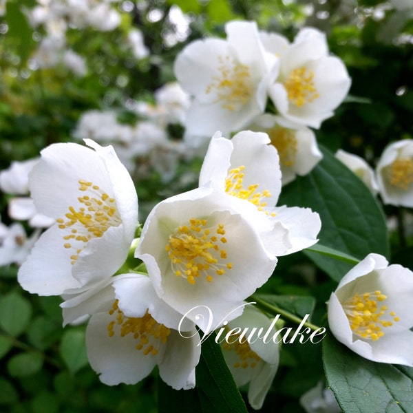 Mock Orange Bush Philadelphus lewisii English Dogwood - Hardy Live Plant - Summer White Blossoms - Gal-sized