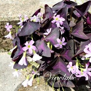 Three 3 Plants Oxalis triangularis 'Butterfly' Purple Shamrock House Plant or Garden Plant with Excellent Purple Foliage Perennial image 6