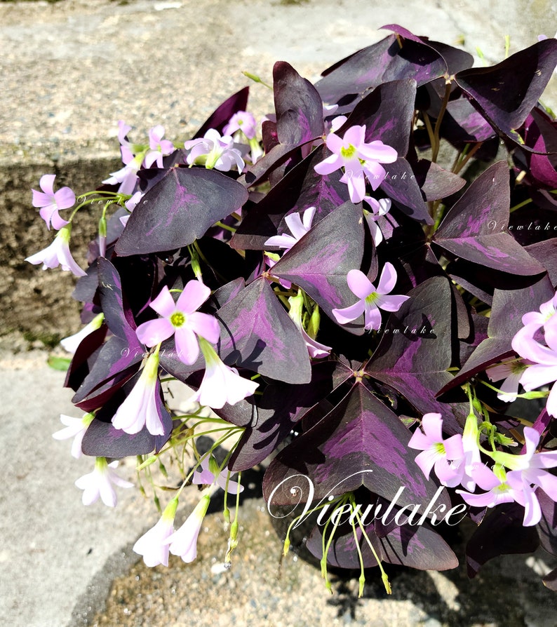 Three 3 Plants Oxalis triangularis 'Butterfly' Purple Shamrock House Plant or Garden Plant with Excellent Purple Foliage Perennial image 6