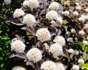 Red Ninebark Live Plant: White Flowers, Burgundy Foliage (14" Tall)