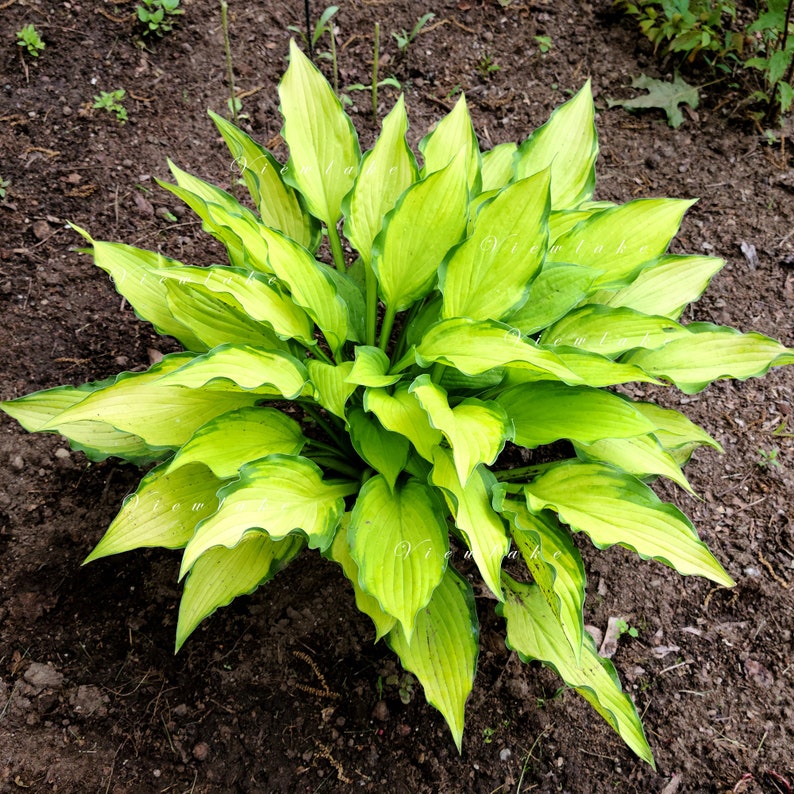 May Hosta Hosta JUNE Live Plant: Lime-gold Leaves, Lavender Flowers - Etsy