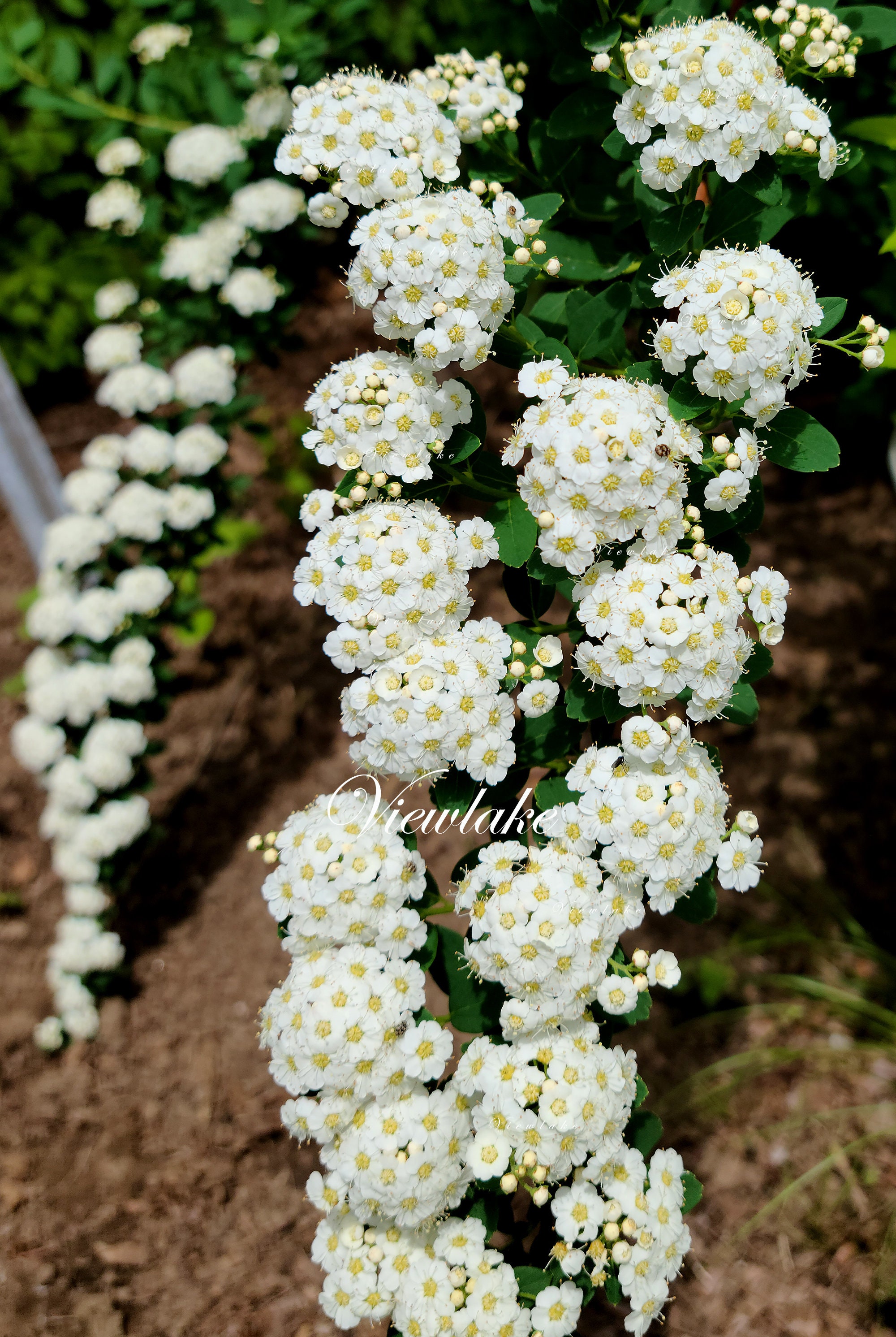 Reeves Spirea - Bridal Wreath Spirea - Summer White Flowers