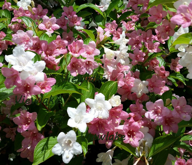 Paradise Weigela Bush With White and Pink Flowers Rare Shrub Live Plant Gift Multi-Colored Flowers 4 Container Sized image 3