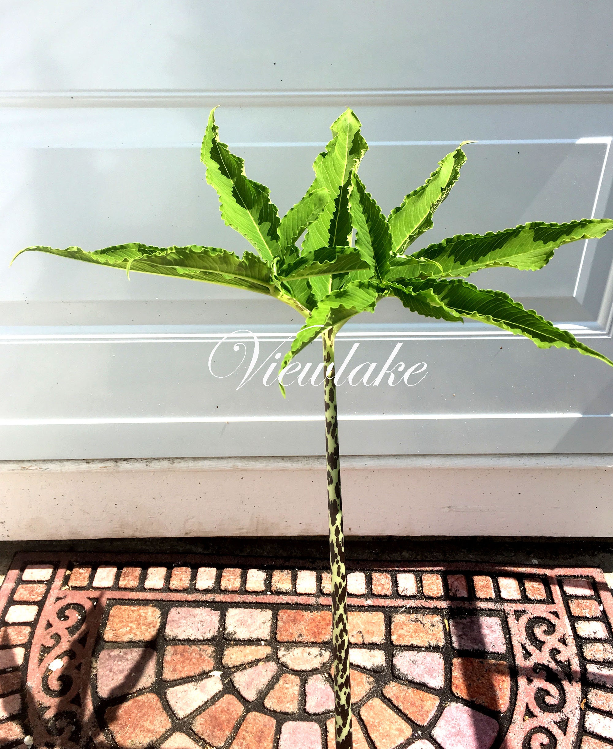 Voodoo Lily, Dracunculus vulgaris Amorphopallus Heirloom Organically Grown Starter Plant