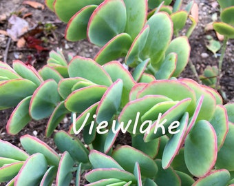 Three (3) Cuttings of Kalanchoe marnieriana 'Marnier's Kalanchoe' Bryophyllum marnierianum Kalanchoe humbertii Live Plant Gift