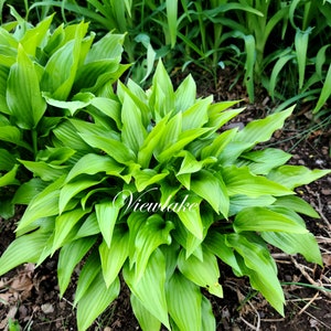May include: A close-up of a vibrant green hosta plant with large, pointed leaves. The plant is growing in a garden setting with brown soil and green foliage in the background. The text "Viewlake" is visible in the center of the image.