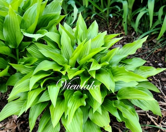 Mini Hosta 'Coconut Custard': Glossy Leaves, Pink Flowers - 4" container sized Starter Plant