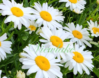 Becky Shasta Daisy Root/plant - Classic Perennial Summer Fall Bloom Live Plant Gift