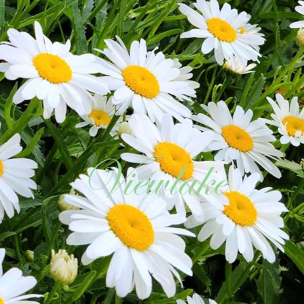 Becky Shasta Daisy Root/plant - Classic Perennial Summer Fall Bloom Live Plant Gift