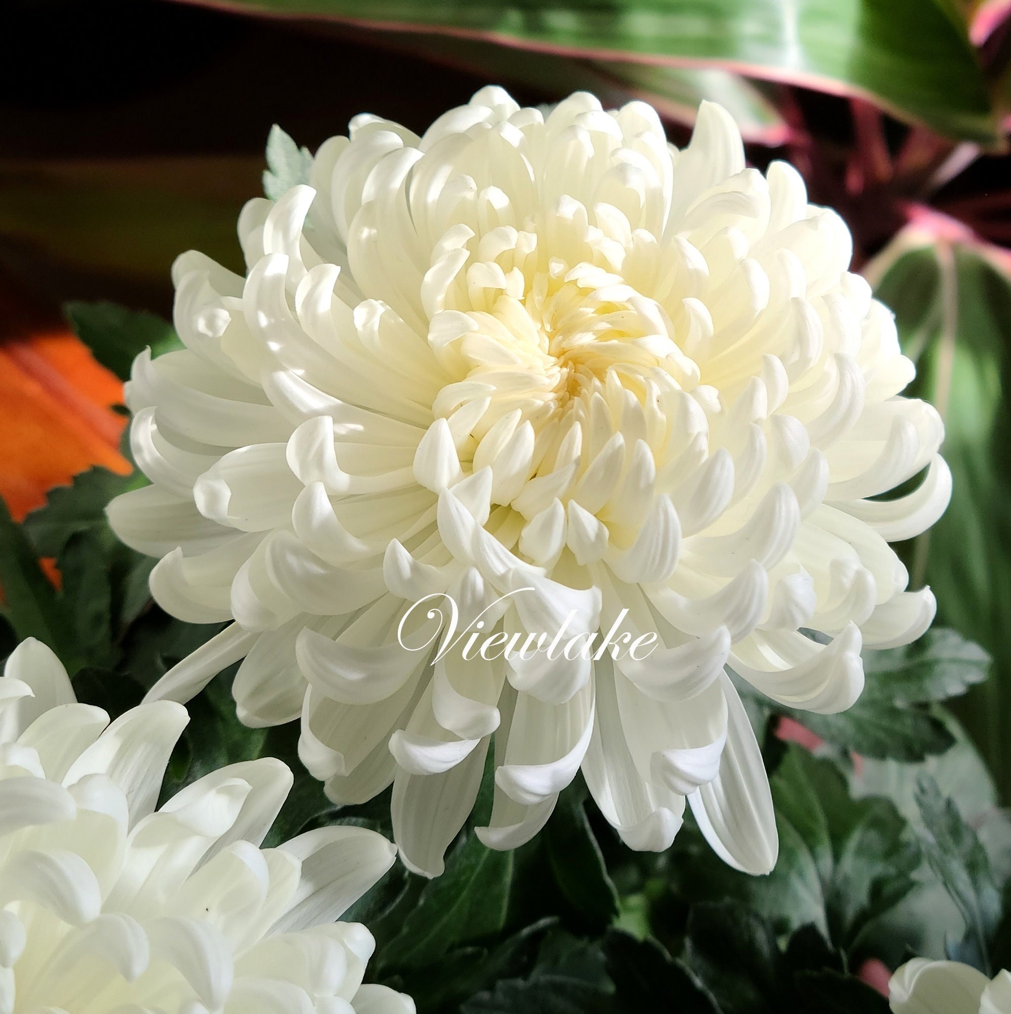 Snowball Chrysanthemum Plants for Magnificent Large White Flowers