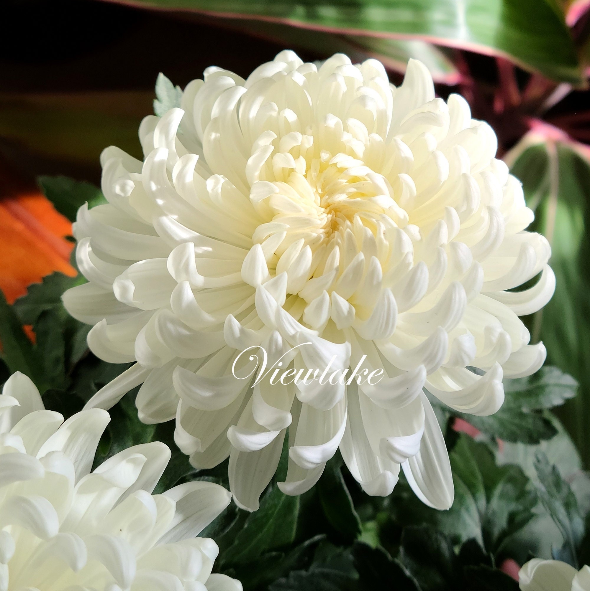 Snowball Chrysanthemum Plants for Magnificent Large White Flowers Butterfly Garden Plant Live Plant Gift