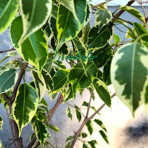 May include: A Ficus benjamina plant with variegated leaves featuring dark green centers and creamy white margins. The foliage is dense and glossy, growing on thin brown woody stems. The word Viewlake is written in a teal cursive script across the leaves.