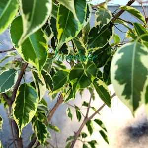 Variegated Ficus benjamina Tree - House Plant - Plant Gift