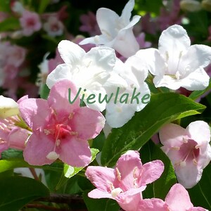 Paradise Weigela Bush With White and Pink Flowers Rare Shrub Live Plant Gift Multi-Colored Flowers 4 Container Sized image 2