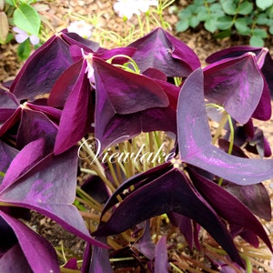 Three 3 Plants Oxalis triangularis 'Butterfly' Purple Shamrock House Plant or Garden Plant with Excellent Purple Foliage Perennial image 1