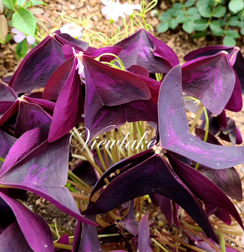 Three 3 Plants Oxalis triangularis 'Butterfly' Purple Shamrock House Plant or Garden Plant with Excellent Purple Foliage Perennial image 1