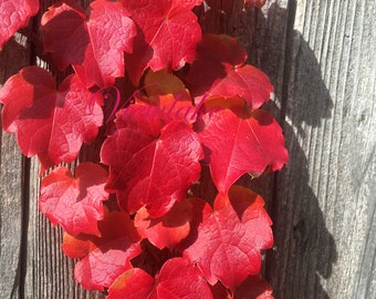 Boston Ivy - Parthenocissus tricuspdata - Well-Rooted Starter Plant - Privacy Fence - Wall Climber - Ground Cover